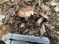 Cortinarius vanduzerensis image