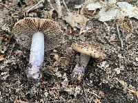 Cortinarius vanduzerensis image