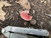 Russula uncialis image