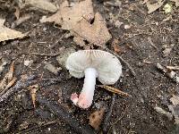 Russula uncialis image