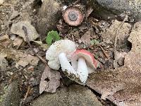 Russula uncialis image