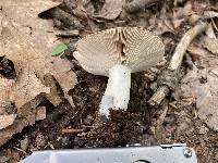 Russula densifolia image