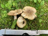 Russula amoenolens image