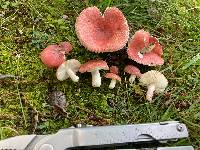 Russula corallina image