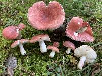 Russula corallina image