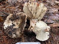 Russula dissimulans image