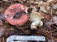 Russula vinacea image