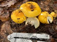 Russula ochraleucoides image