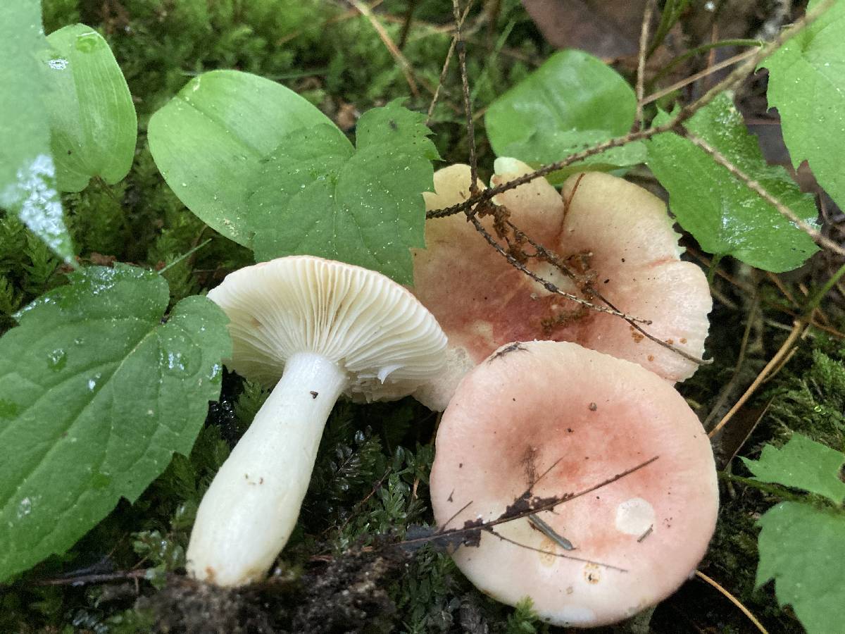 Russula odorata image