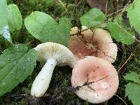 Russula odorata image