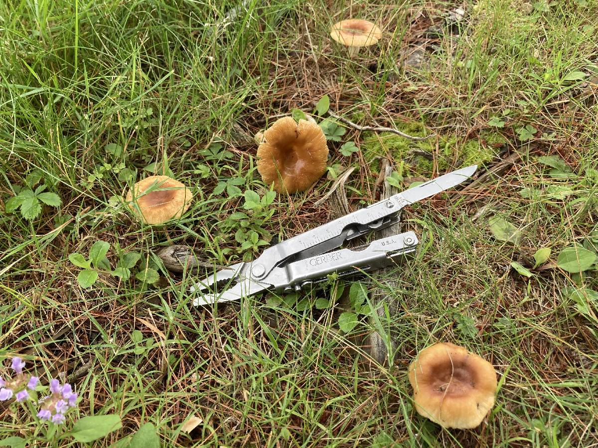 Russula foetentula image
