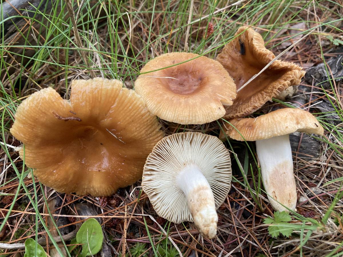 Russula foetentula image