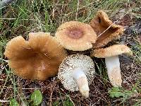 Russula foetentula image