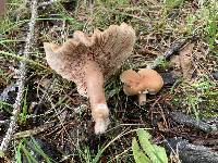 Lactarius fragilis image