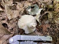 Russula parvovirescens image