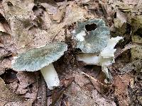 Russula parvovirescens image