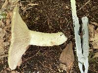 Russula variata image