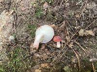 Russula corallina image