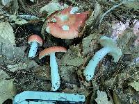 Russula rugulosa image