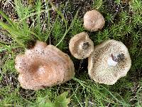 Lactarius scrobiculatus image