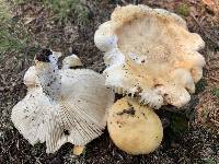 Russula ochroleuca image