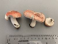 Russula rosea image