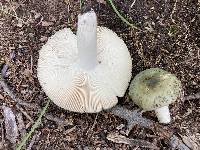 Russula aeruginea image