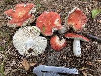 Russula decolorans image