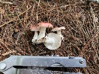 Russula emetica image