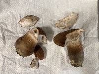 Xanthoconium affine image