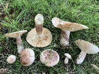 Lactarius vinaceorufescens image