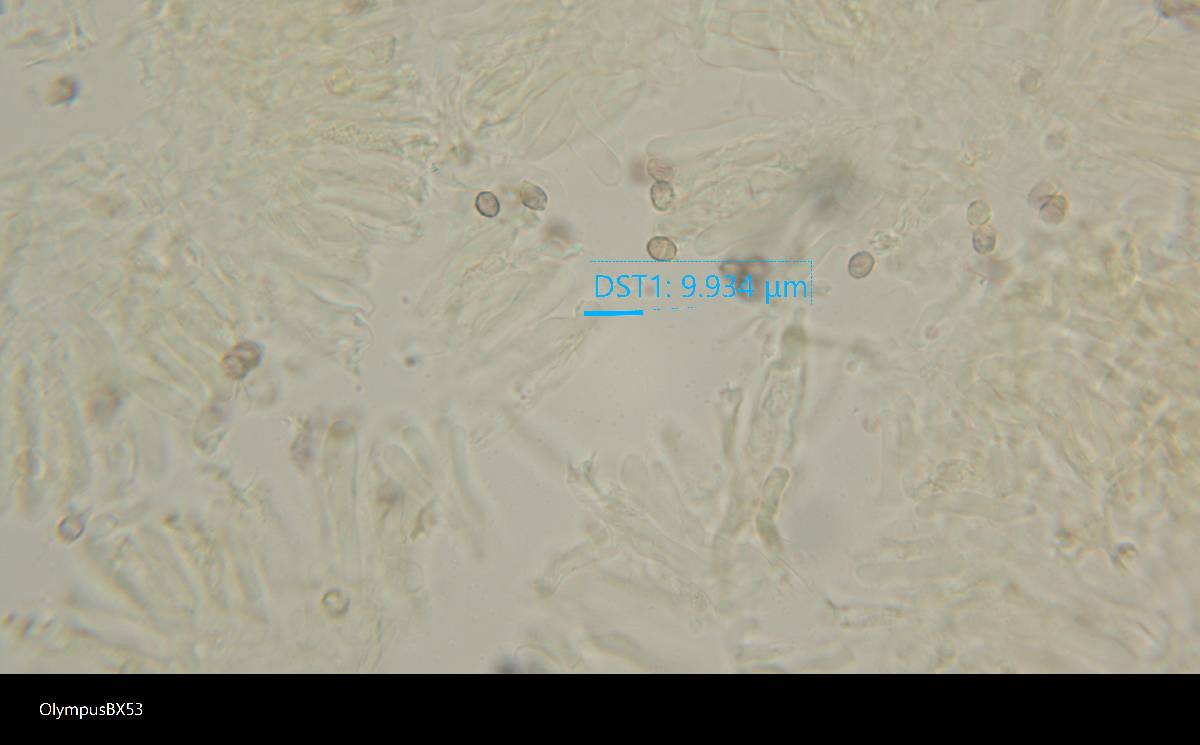 Multifurca ochricompacta image