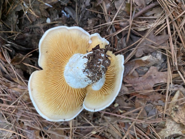 Multifurca ochricompacta image