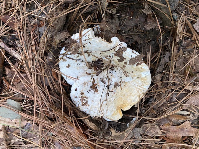 Multifurca ochricompacta image