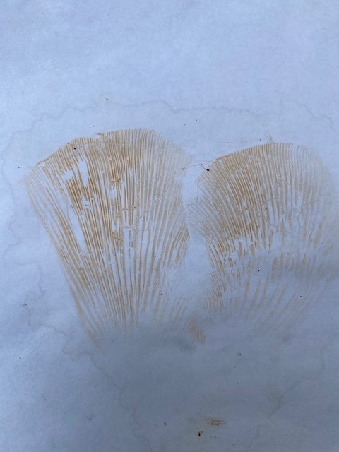 Multifurca ochricompacta image
