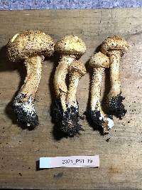 Pholiota squarrosoides image