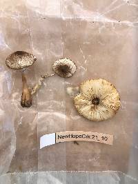Echinoderma asperum image