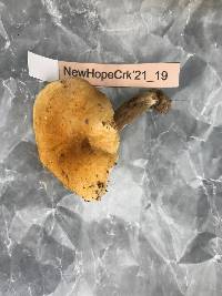 Gyroporus castaneus image