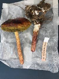 Aureoboletus betula image