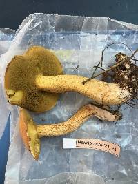 Suillus hirtellus image