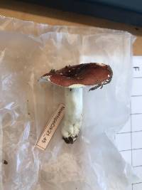 Russula silvicola image