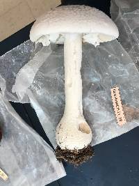 Amanita polypyramis image