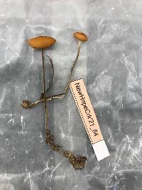 Rhizomarasmius pyrrhocephalus image