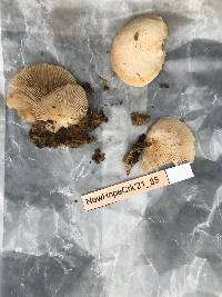 Crepidotus crocophyllus image