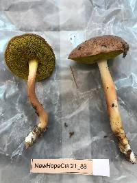 Aureoboletus auriporus image