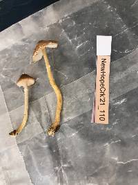 Lepiota cristata image