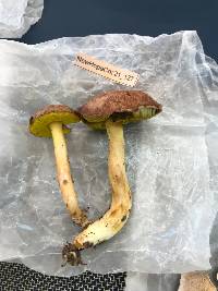 Aureoboletus auriporus image