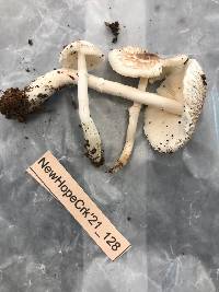 Lepiota cristata image