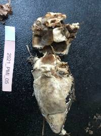 Bjerkandera adusta image