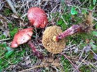 Suillus spectabilis image